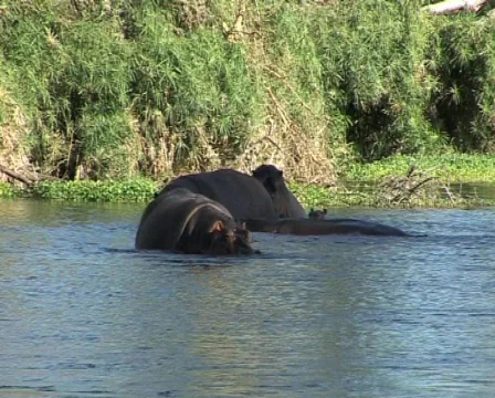 Hippo Video stock 558337