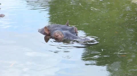 Hippo Video stock 13378928