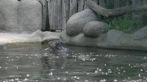 Hippo Vidéo 20465420