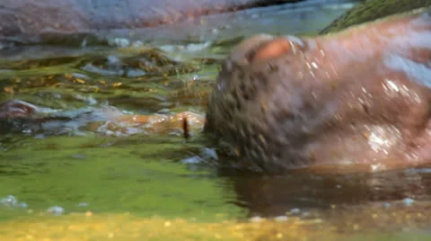 Hippo Stock Footage 24620328