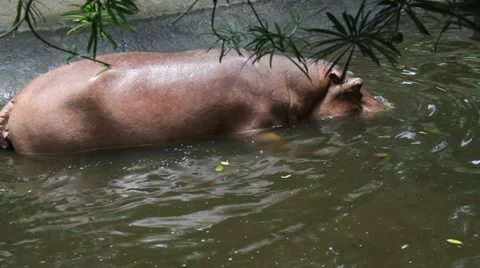 Hippo 스톡 동영상 29172917