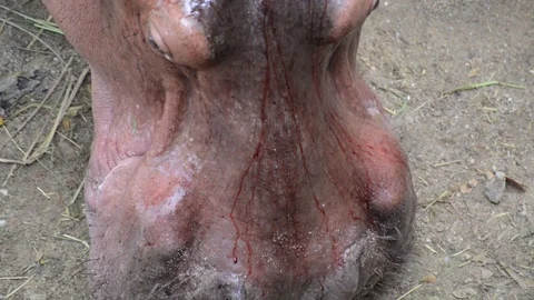 Hippo Video stock 91689501