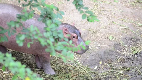 Hippo Stock-Footage 91689657