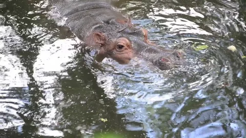 Hippo Video stock 91689959