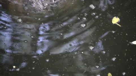 Hippo Video stock 91690113