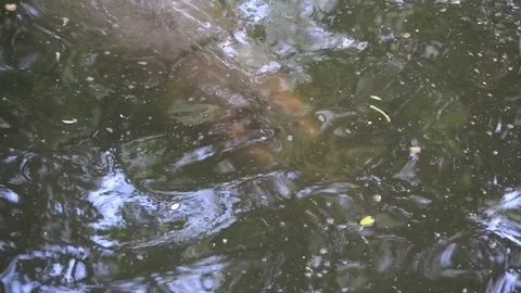 Hippo Video stock 91690208