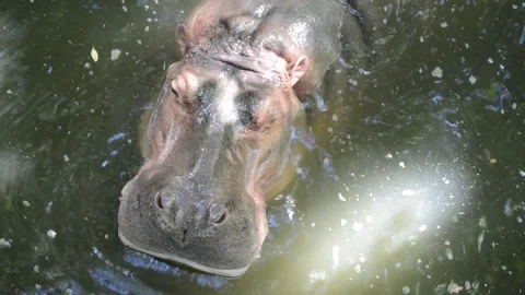 Hippo Stock-Footage 91690342