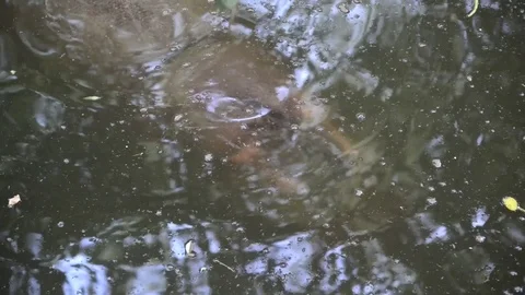 Hippo Video stock 91690491