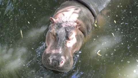 Hippo Stock-Footage 91690672