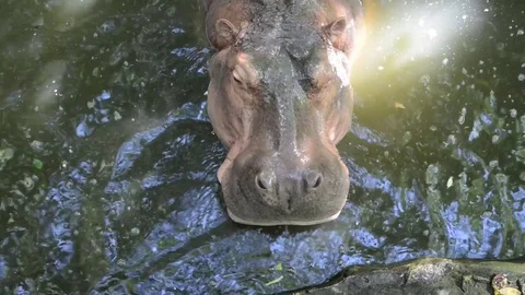 Hippo Video stock 91690729
