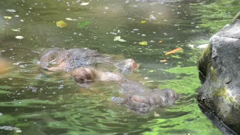 Hippo Video stock 91696126