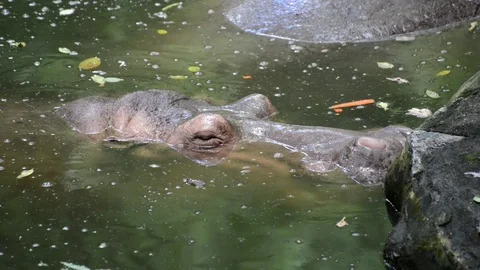 Hippo Video stock 91696215