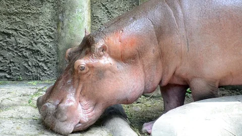 Hippo Video stock 91696971