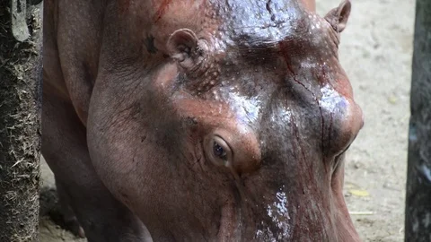 Hippo Video stock 91697056