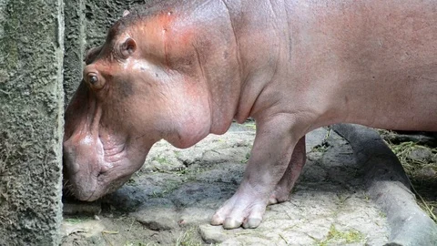 Hippo Vídeo Stock 91697085