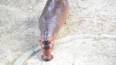 Hippo Stock-Footage 91697229