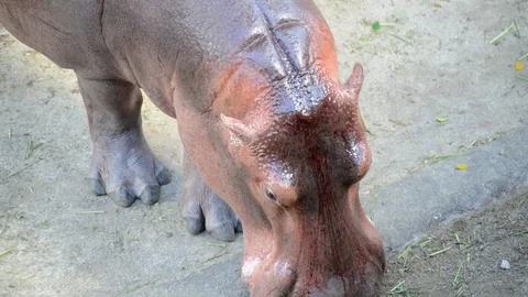 Hippo Video stock 91697251