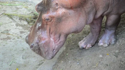 Hippo Vídeo Stock 91697317