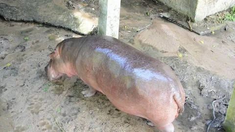 Hippo Vídeo Stock 91697382