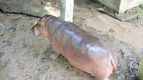 Hippo Vídeo Stock 91697470