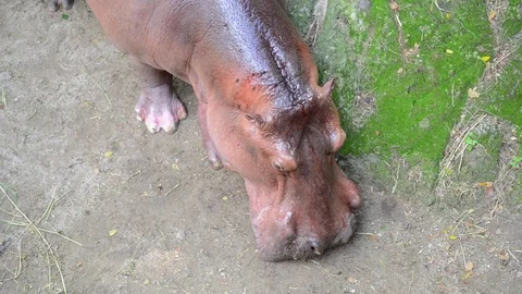Hippo Vídeo Stock 91697490