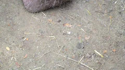 Hippo Vídeo Stock 91697605