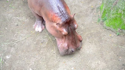 Hippo Stock-Footage 91697783