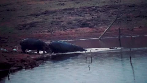 Hippo Stock Footage 278981073