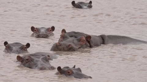 Hippo 스톡 동영상 288784116