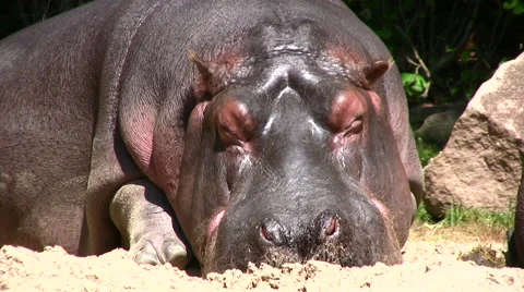 Hippo front view medium close up Stock Footage 51374039