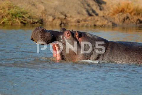 Hippo with gaping mouth Stock Photos