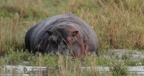 Hippo getting into a swamp Видео 153026739