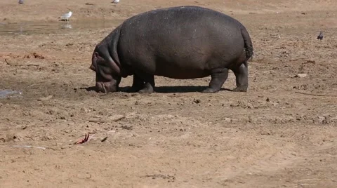 Hippo goes to water Stock Footage 46724170