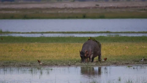 Hippo grazes on lakeshore Stock Footage 88555884