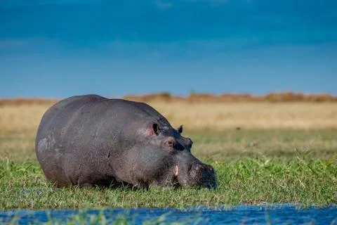 Hippo Grazes Stock Photos