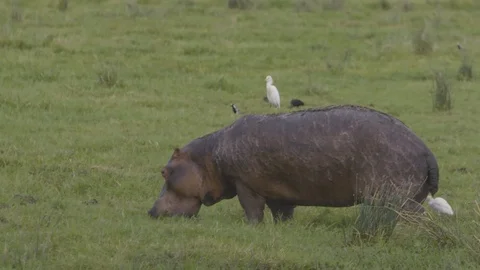 Hippo grazing with bird on its back Stock Footage 112777631