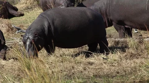 Hippo grazing in the field Stock Footage 51719007
