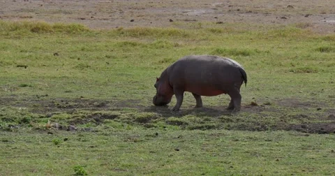 Hippo grazing on grass Stock Footage 60386604