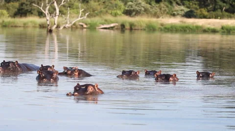 Hippo Group Evening Stock Footage 41639370