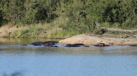 Hippo group Stock Footage 41639968