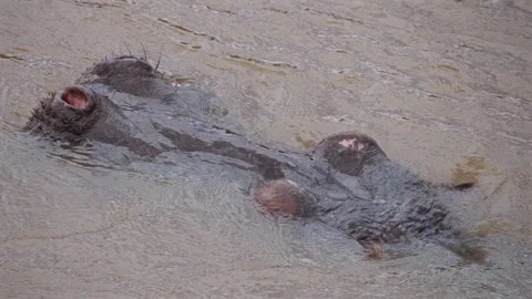 Hippo Head Above Water Surface Stock Footage 314894496