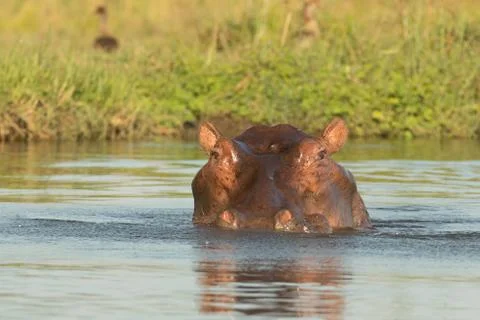 Hippo Head Closeup Stockfoto's