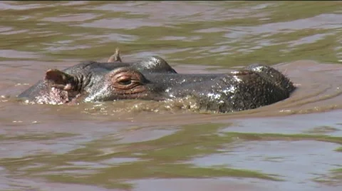 Hippo head Stock Footage 12360433