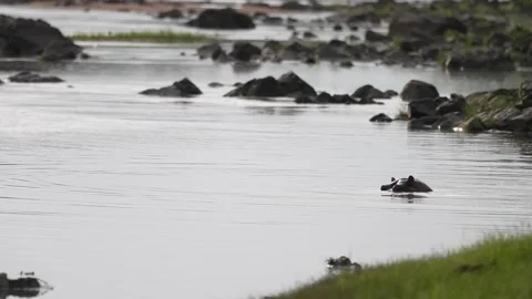 Hippo Head Submerging In River - Slow Motion Stock Footage 158930116