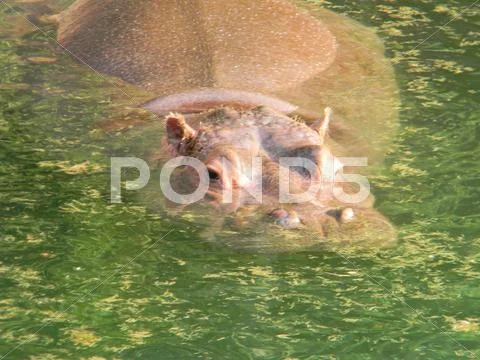 Hippo in Hiding Stock Photos
