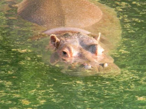 Hippo in Hiding Stock Photos