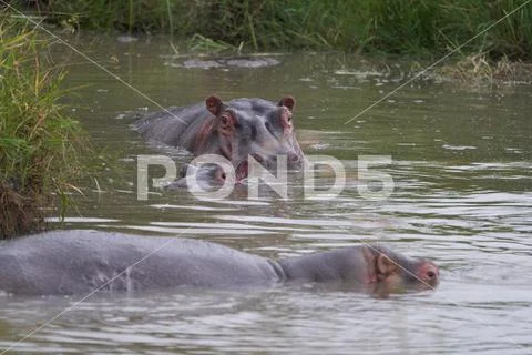 Hippo Hippopotamus amphibious Africa Safari Portrait Water Out open ...