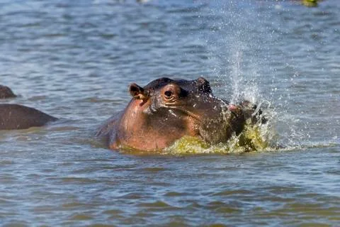 Hippo Hippopotamus amphibious blowing out water whilst emerging from the Stock Photos