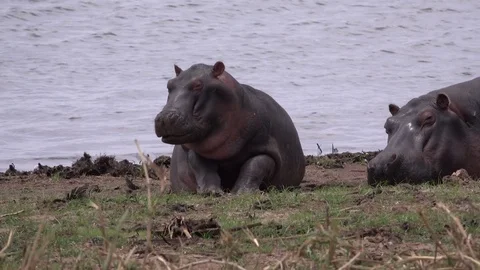 Hippo. Hippopotamus, Baby gets up and looks. Tanzania, Africa Stock Footage 83559149