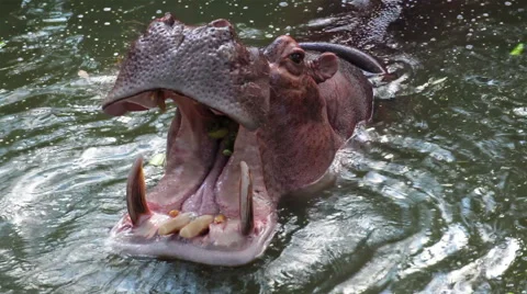 hippo-hippopotamus-open-mouth-and-footage-045673916_iconl.jpeg